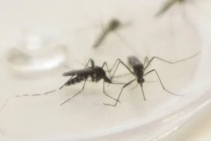 Maringá confirma mais de 280 casos de dengue em uma semana; veja os detalhes do boletim atualizado