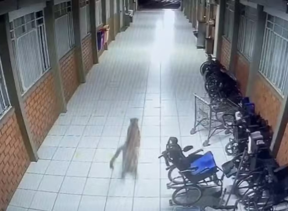 Onça-parda é flagrada em escola da Apae e mobiliza Corpo de Bombeiros no Paraná