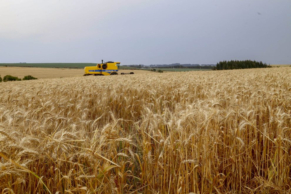 Paraná inicia colheita de 2,6 milhões de toneladas de trigo