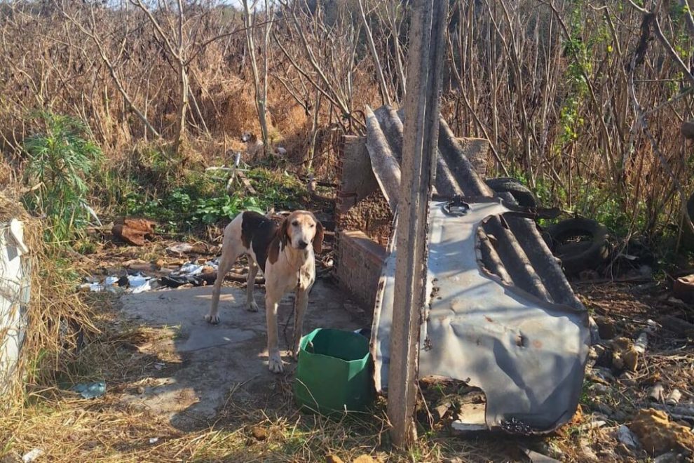 Polícia resgata 11 cachorros em situação de maus-tratos no Paraná; eles apresentam magreza extrema e doenças graves