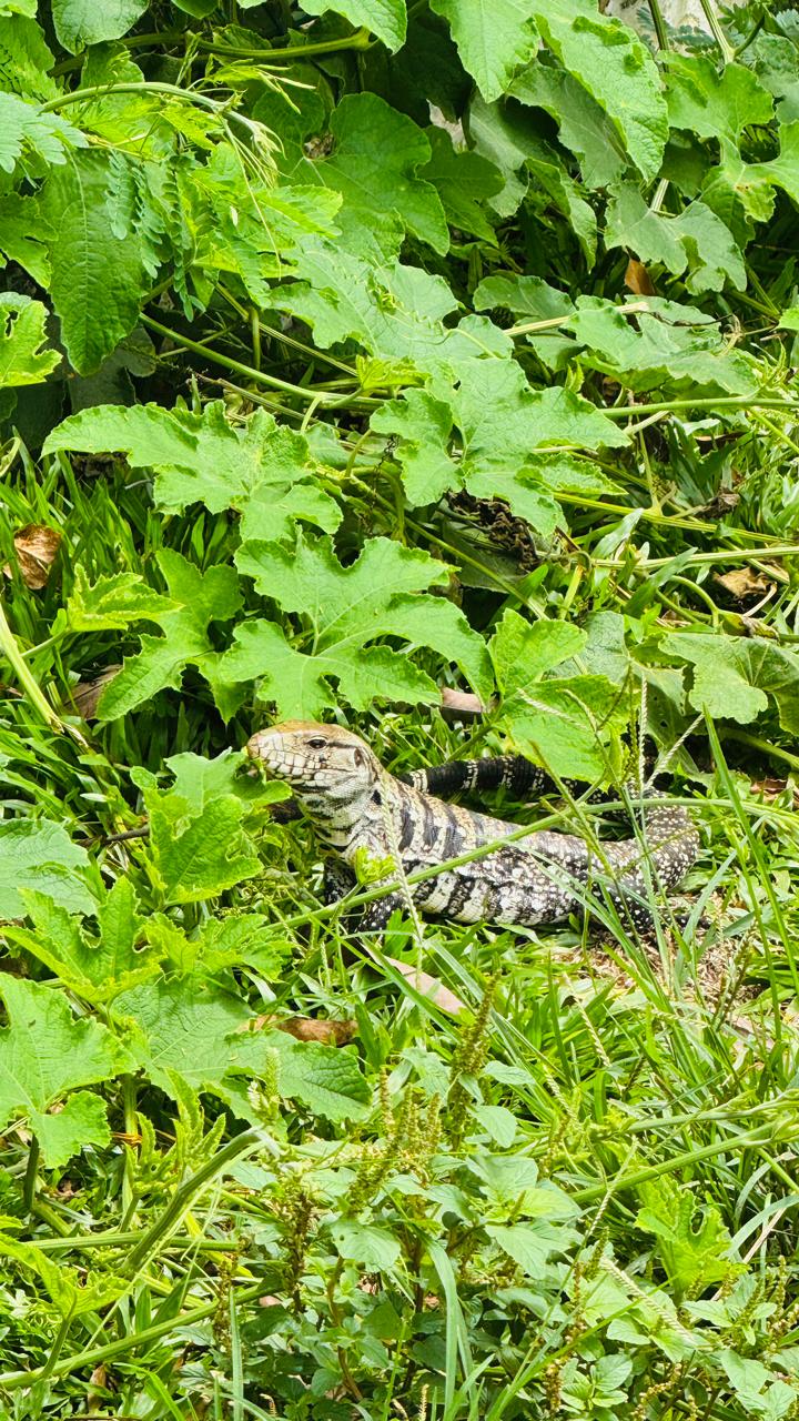 Lagarto é flagrado na pista do Parque do Ingá, em Maringá