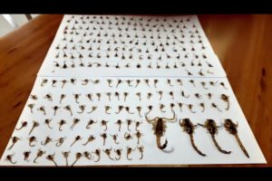 Cerca de 300 escorpiões aparecem em residência no período de uma semana, em Maringá