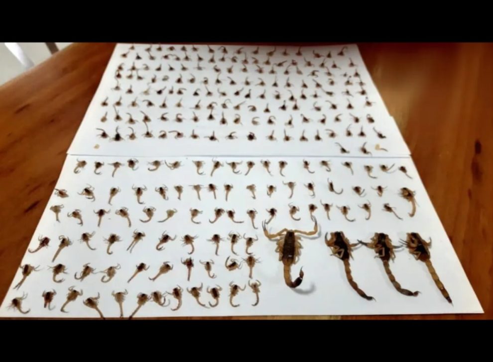 Cerca de 300 escorpiões aparecem em residência no período de uma semana, em Maringá