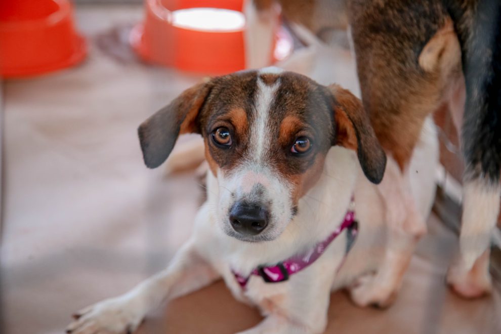 Levantamento aponta os nomes de cães mais populares