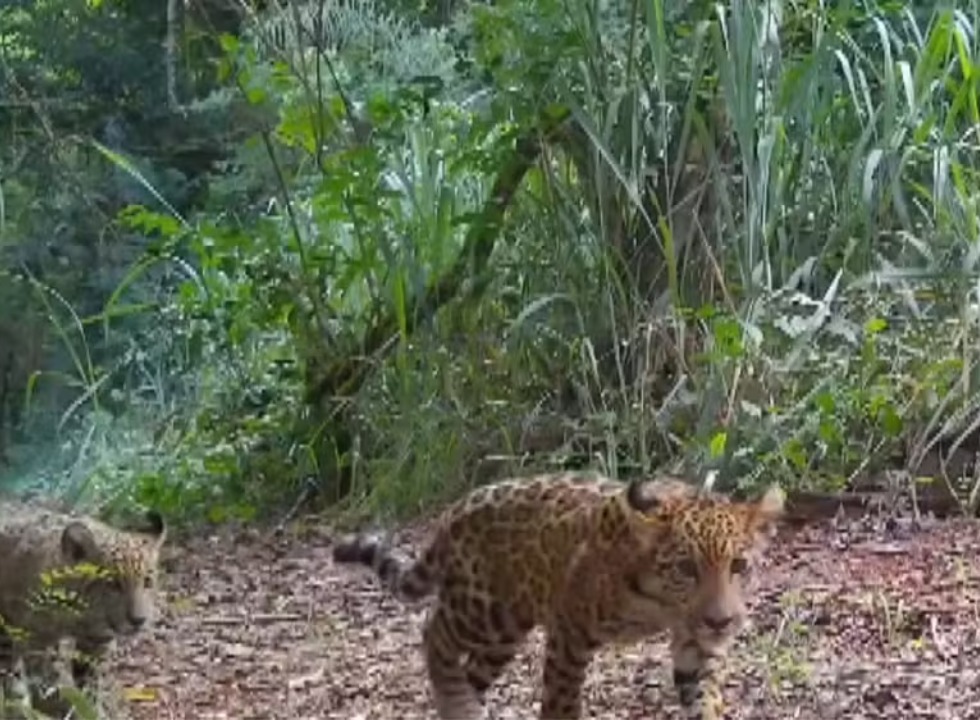 Parque do Iguaçu registra dois filhotes de onça-pintada e abre votação para nomear um deles