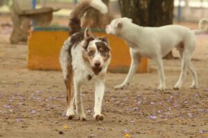 Dezembro Verde alerta para aumento do abandono de animais no fim do ano