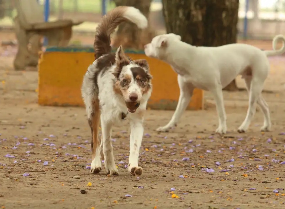 Dezembro Verde alerta para aumento do abandono de animais no fim do ano
