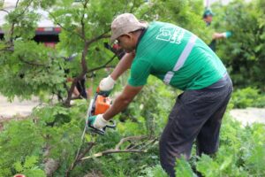 Em cinco anos, Maringá pagou R$ 4,9 milhões em indenizações por quedas de árvores