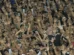 Gaviões é liberada para a final do Corinthians, mas punição segue em vigor