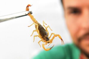 Governo do Paraná lança campanha para reforçar cuidados e prevenir picadas de escorpiões