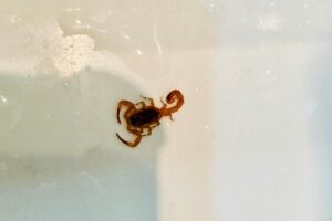 Morador registra escorpião amarelo em banheiro de condomínio na Zona 07 de Maringá