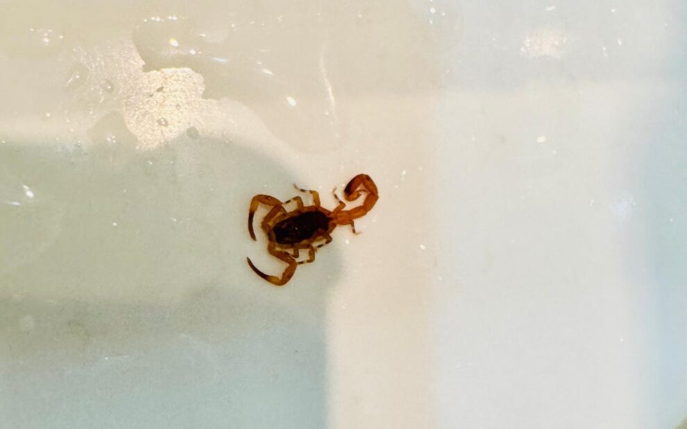 Morador registra escorpião amarelo em banheiro de condomínio na Zona 07 de Maringá