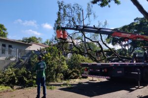 Temporal desta terça-feira derrubou dez árvores em Maringá