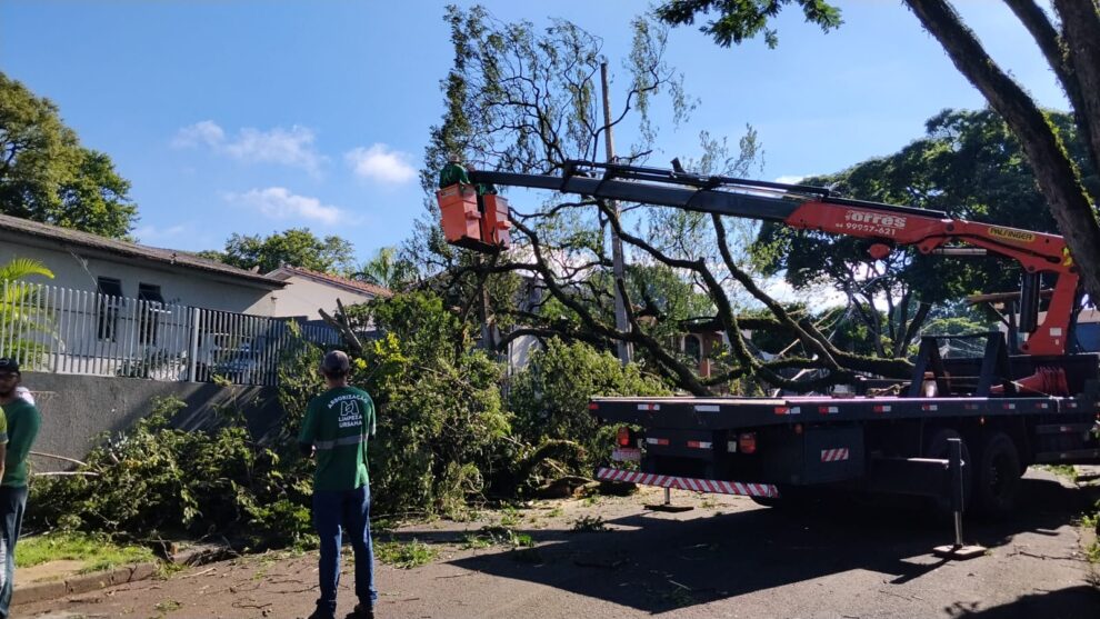 Temporal desta terça-feira derrubou dez árvores em Maringá