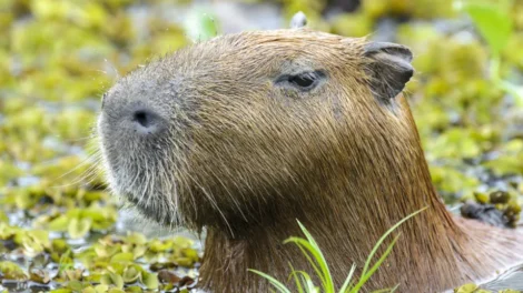 Capivara e anta brasileira, amigas, são sacrificadas em zoo na Inglaterra