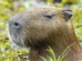 Capivara e anta brasileira, amigas, são sacrificadas em zoo na Inglaterra