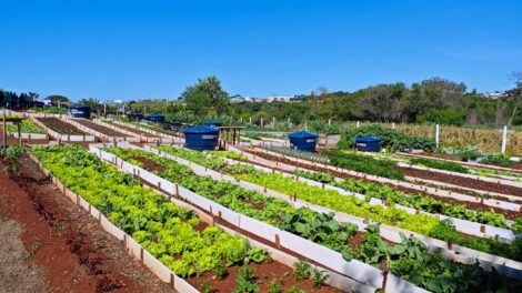 Maringá terá primeira horta comunitária que auxiliará em terapias de pacientes do CAPS