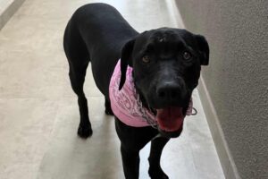 Cachorra é resgatada com perda de dentes e suspeita de agressão em Maringá