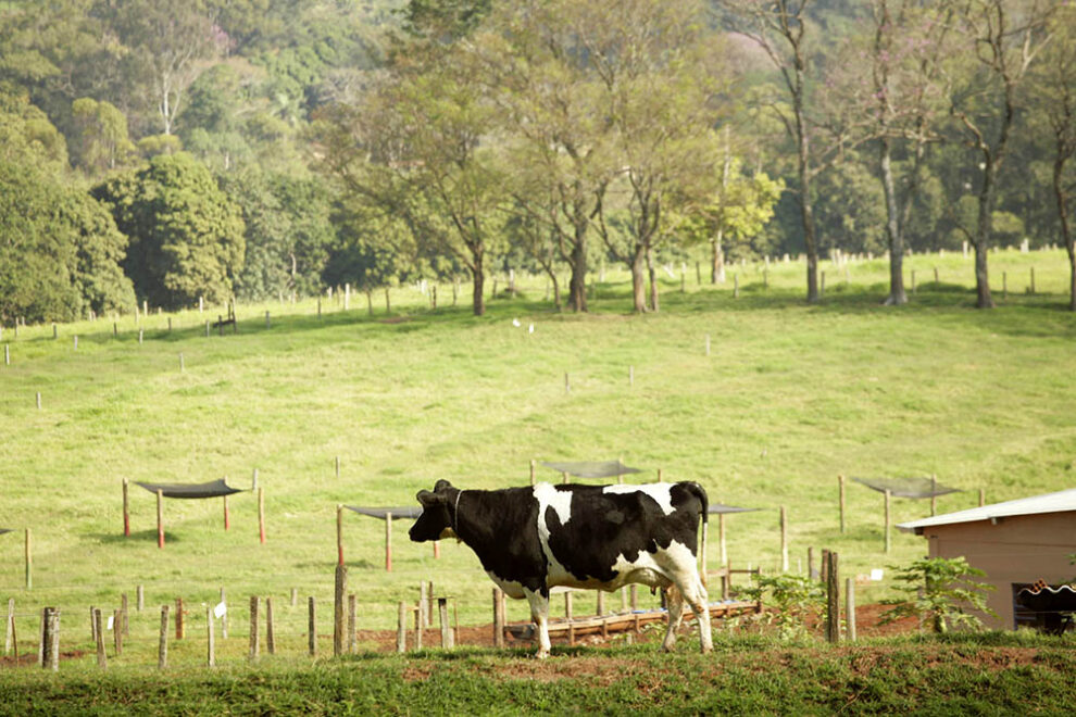 Planejamento e gestão mantem eficiência em fazendas de pecuária de corte