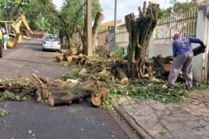 Prefeitura de Maringá está disposta a investir até R$ 80,5 milhões em remoções de árvores