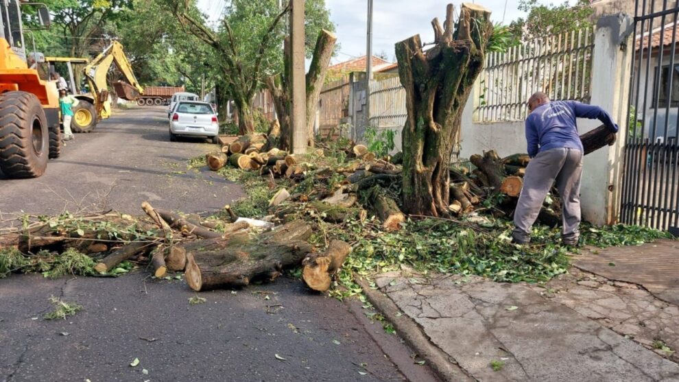 Prefeitura de Maringá está disposta a investir até R$ 80,5 milhões em remoções de árvores