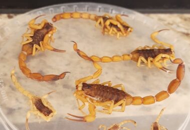 Quatro meses depois, imóvel onde moradora encontrou mais de 300 escorpiões continua registrando aparecimento dos animais, em Maringá