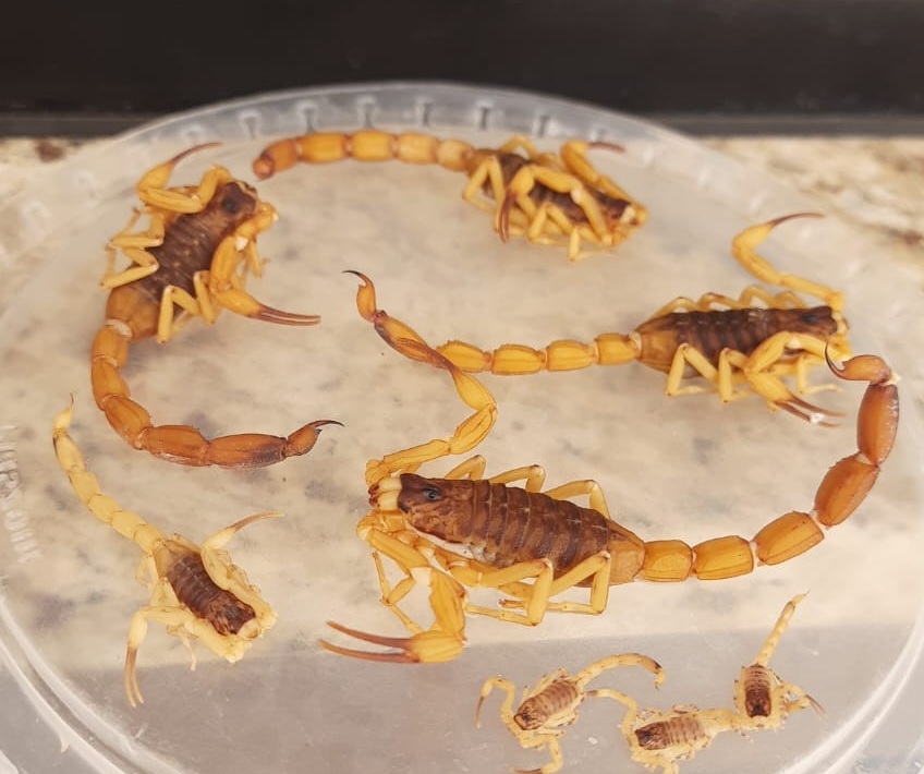 Quatro meses depois, imóvel onde moradora encontrou mais de 300 escorpiões continua registrando aparecimento dos animais, em Maringá