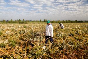 Redução da jornada 6x1 vai comprometer eficiência do agro, afirma Sistema FAEP