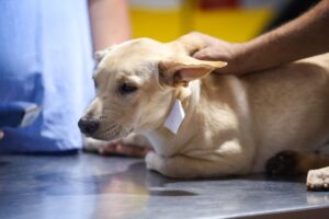 Clínica de Maringá vence edital para atender animais recolhidos pelo Bem-Estar Animal em regime de plantão