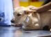 Clínica de Maringá vence edital para atender animais recolhidos pelo Bem-Estar Animal em regime de plantão