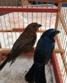 Operação contra cativeiro ilegal de aves resulta em R$ 25 mil em multas e 22 aves apreendidas em Maringá e Sarandi