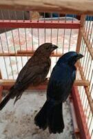 Operação contra cativeiro ilegal de aves resulta em R$ 25 mil em multas e 22 aves apreendidas em Maringá e Sarandi