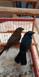 Operação contra cativeiro ilegal de aves resulta em R$ 25 mil em multas e 22 aves apreendidas em Maringá e Sarandi