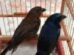 Operação contra cativeiro ilegal de aves resulta em R$ 25 mil em multas e 22 aves apreendidas em Maringá e Sarandi