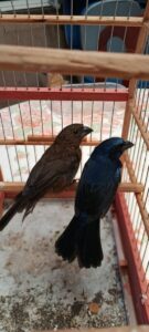 Operação contra cativeiro ilegal de aves resulta em R$ 25 mil em multas e 22 aves apreendidas em Maringá e Sarandi