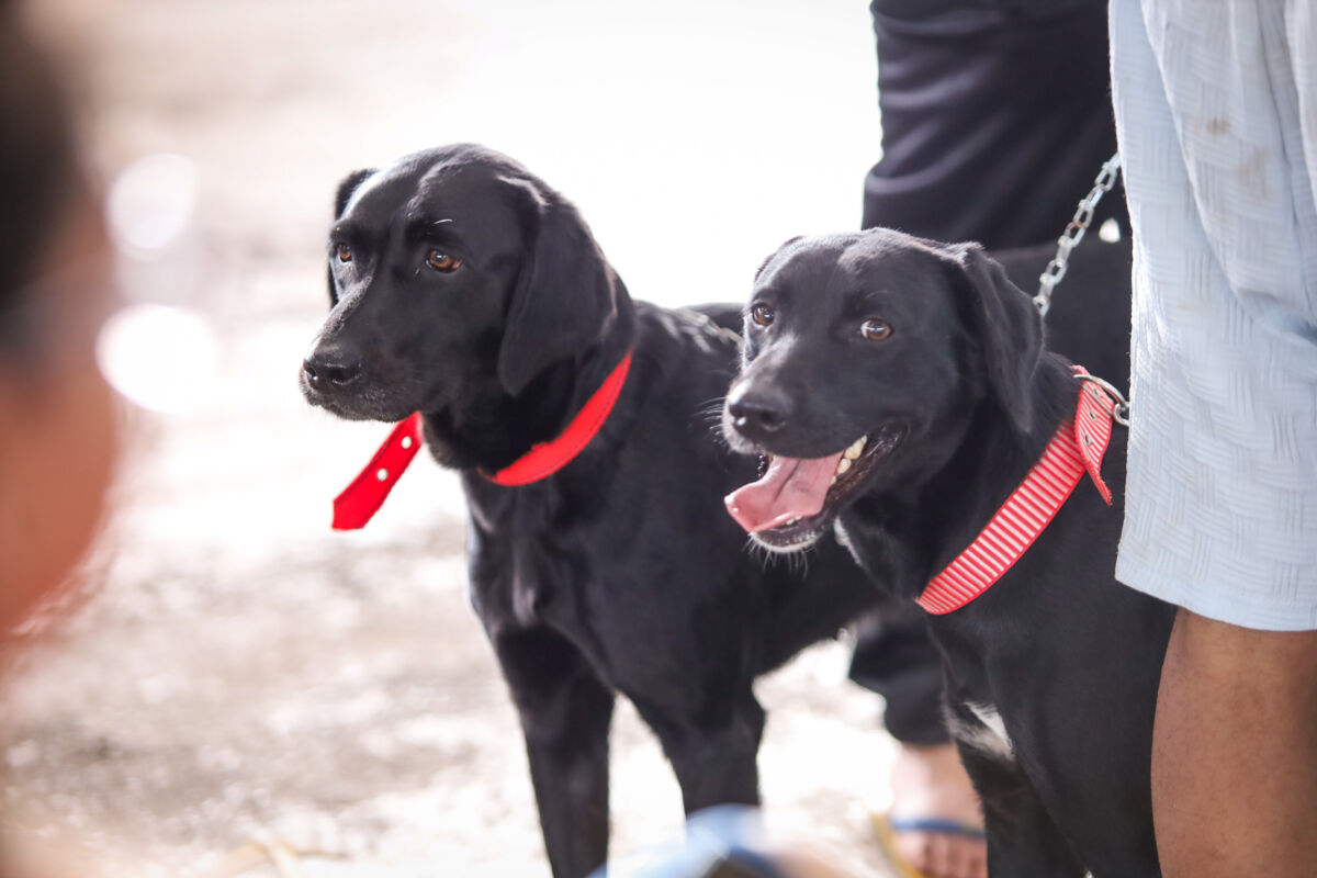 Chamamento público vai mapear protetores independentes de animais