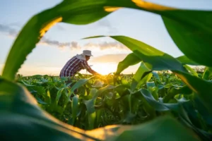 MP de dívida rural foca em perdas climáticas, diz Durigan