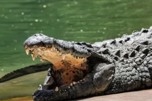 Menino de 3 anos luta pela vida após ser empurrado em jaula de crocodilos