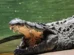 Menino de 3 anos luta pela vida após ser empurrado em jaula de crocodilos
