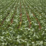 Reunião com bancada do agro termina sem acordo sobre dívidas rurais